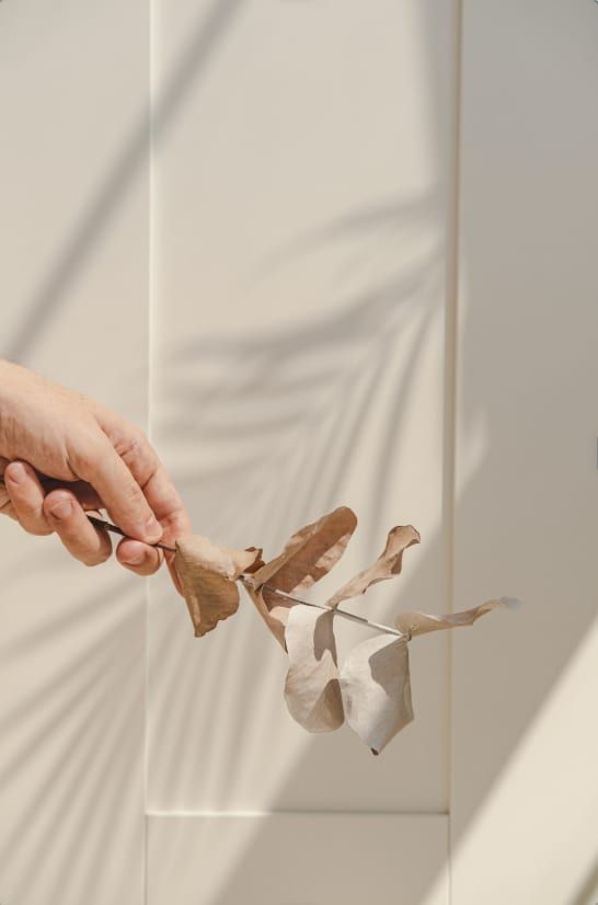 A hand holding a sprig of dried eucalyptus against a sunlit cream wall